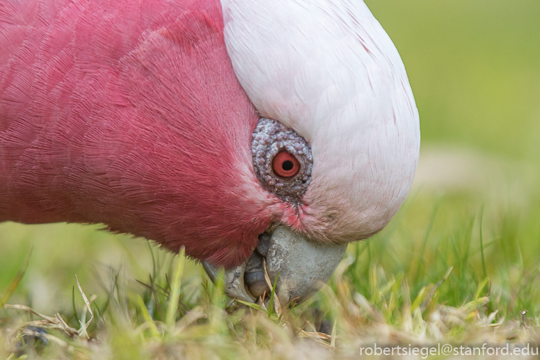 galah